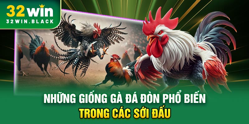 Những giống gà đá đòn phổ biến trong các sới đấu