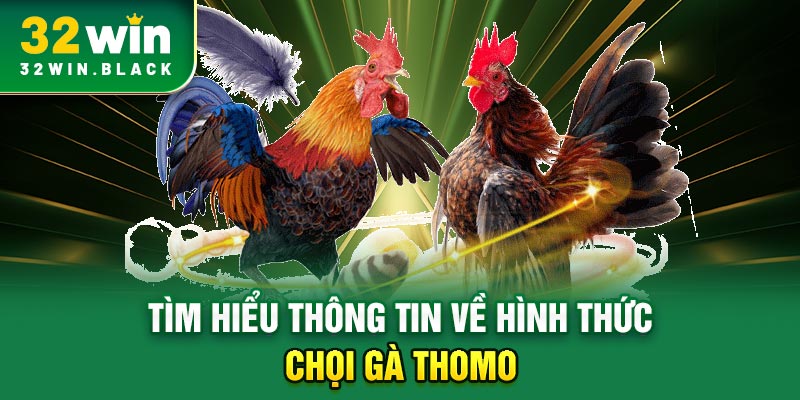 Tìm hiểu thông tin về hình thức chọi gà Thomo