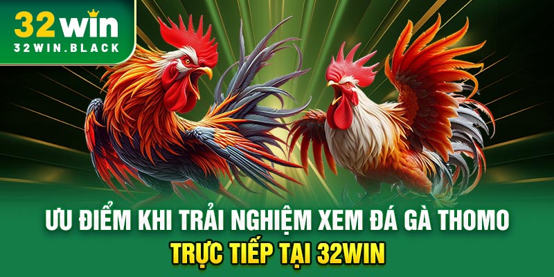 Ưu điểm khi trải nghiệm xem đá gà Thomo trực tiếp tại 32WIN